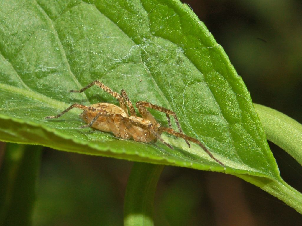 Una foglia ed un ragno: Anyphaena sp.